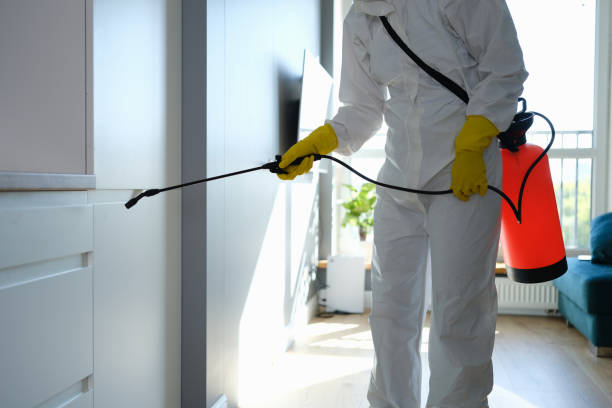 Best Attic Mold Removal  in Homestead, FL