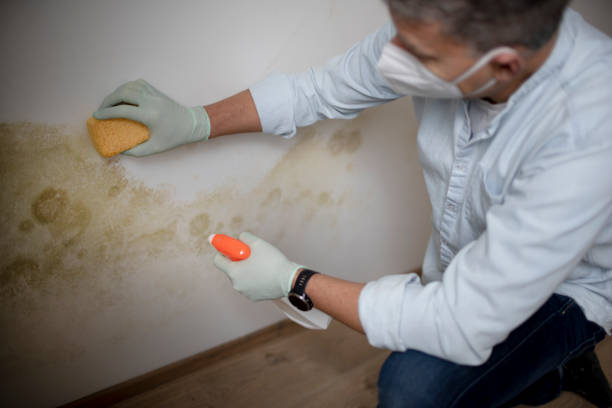 Mold Removal Process in Homestead, FL