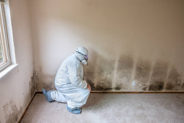 Best Black Mold Removal  in Homestead, FL