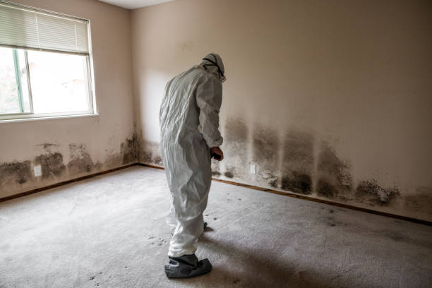 Best Same-Day Mold Removal  in Homestead, FL
